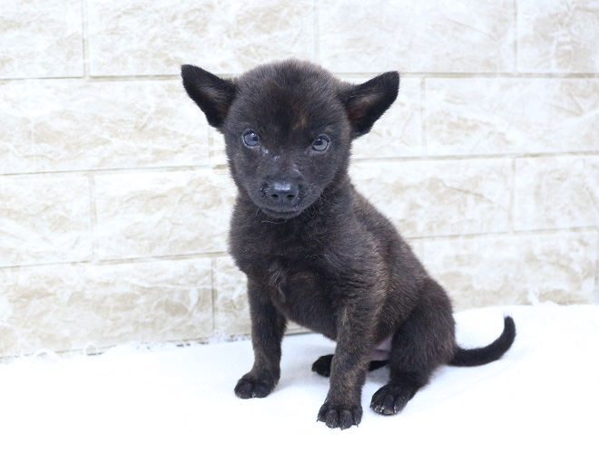 神奈川県の甲斐犬 (かねだい伊勢原店/2024年8月31日生まれ/男の子/黒虎)の子犬