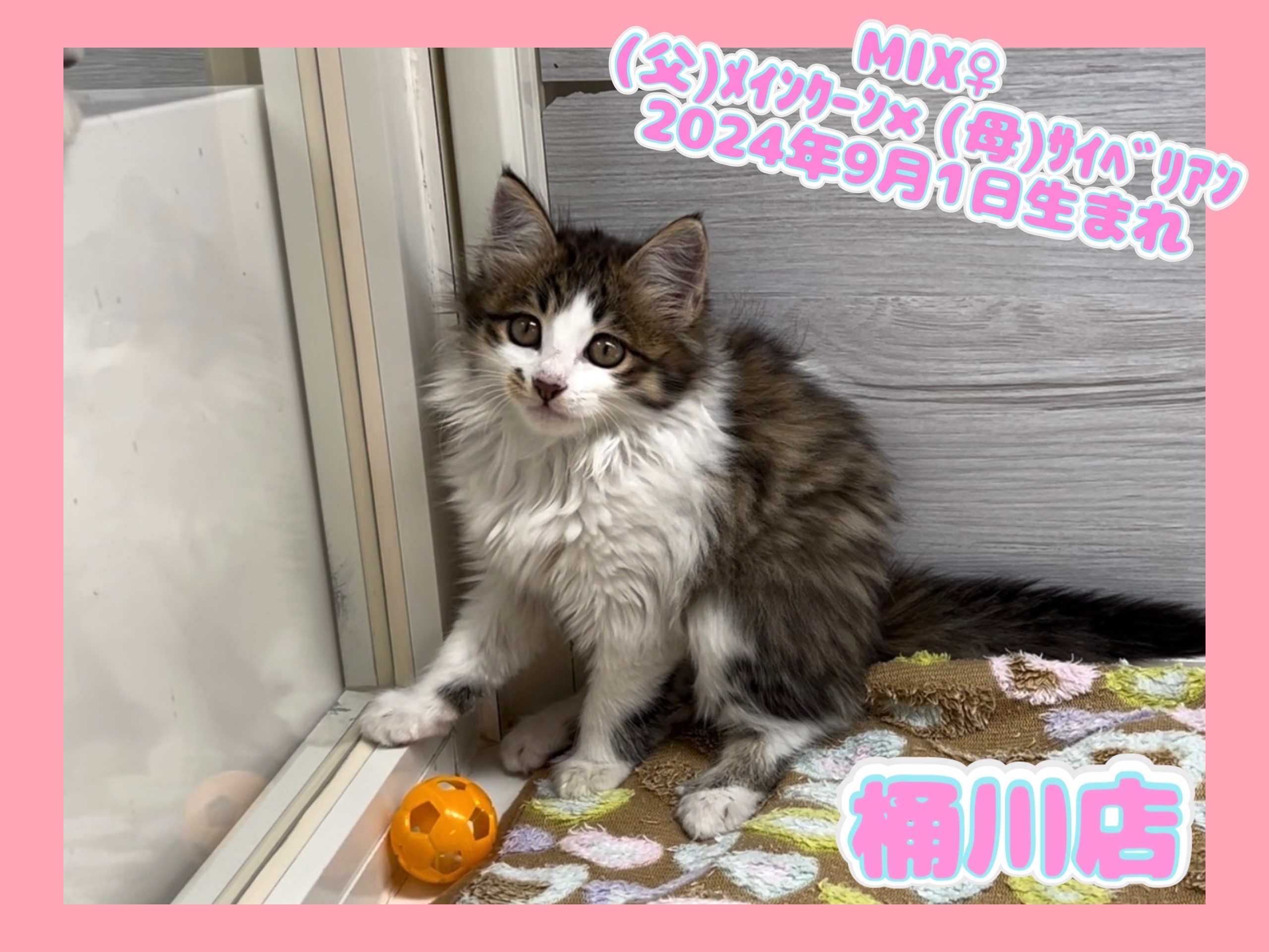 埼玉県のハーフ猫・ミックス猫 (かねだい桶川店/2024年9月1日生まれ/女の子/その他色)の子猫