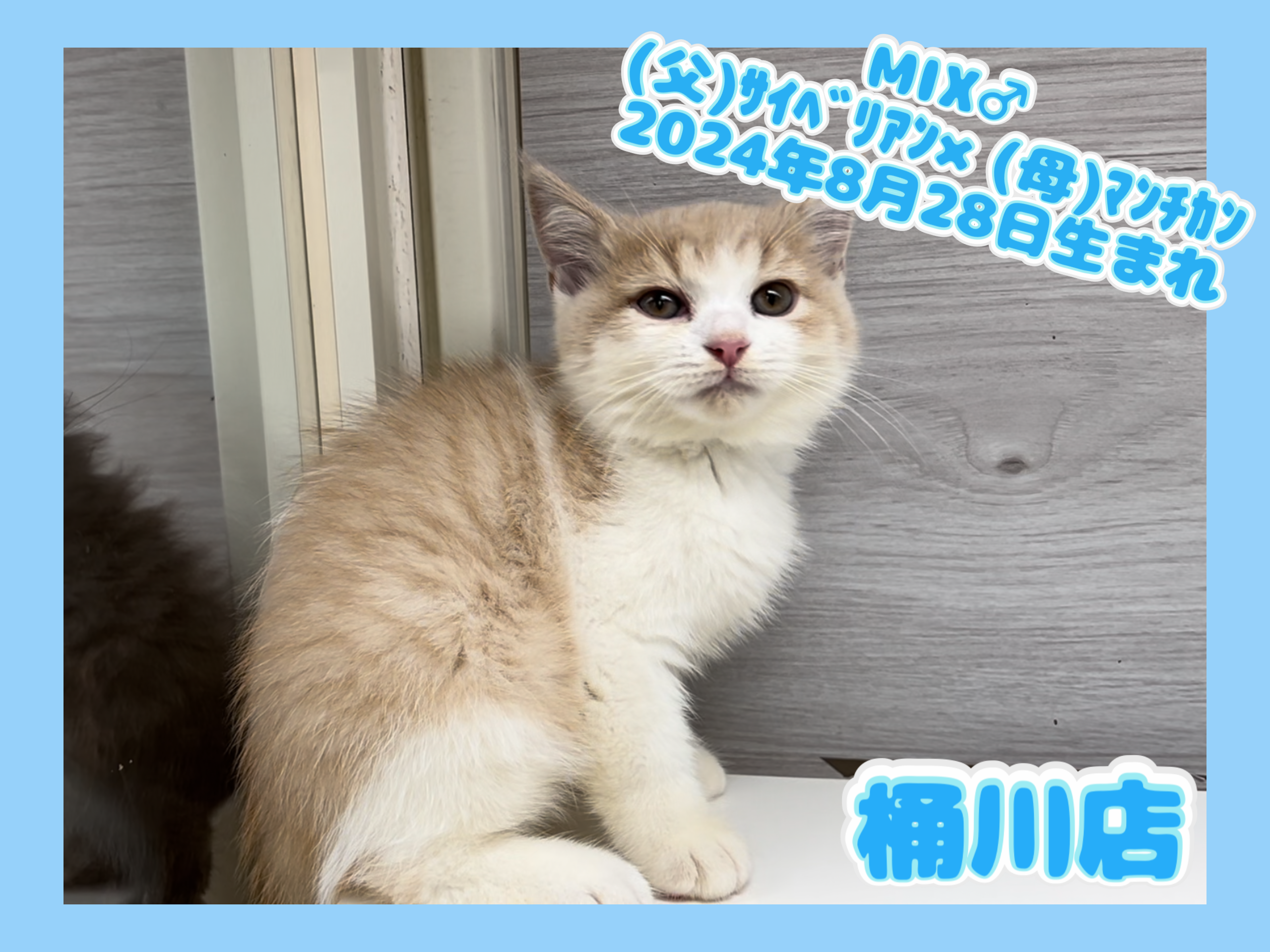 埼玉県のハーフ猫・ミックス猫 (かねだい桶川店/2024年8月28日生まれ/男の子/その他色)の子猫