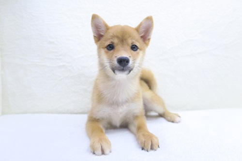 神奈川県の豆柴 (かねだい海老名店/2024年7月28日生まれ/男の子/赤)の子犬