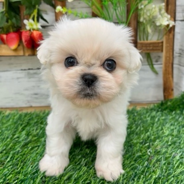 【ぷりんページ】トイプーさんとトイプーさん ぷりんページ】トイプーさんとトイプーさん プリン (@puririn412