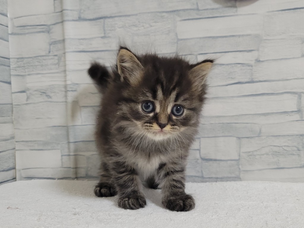 神奈川県のハーフ猫・ミックス猫 (かねだいペットトライアル相模原店/2024年9月19日生まれ/男の子/ブラウンタビー)の子猫