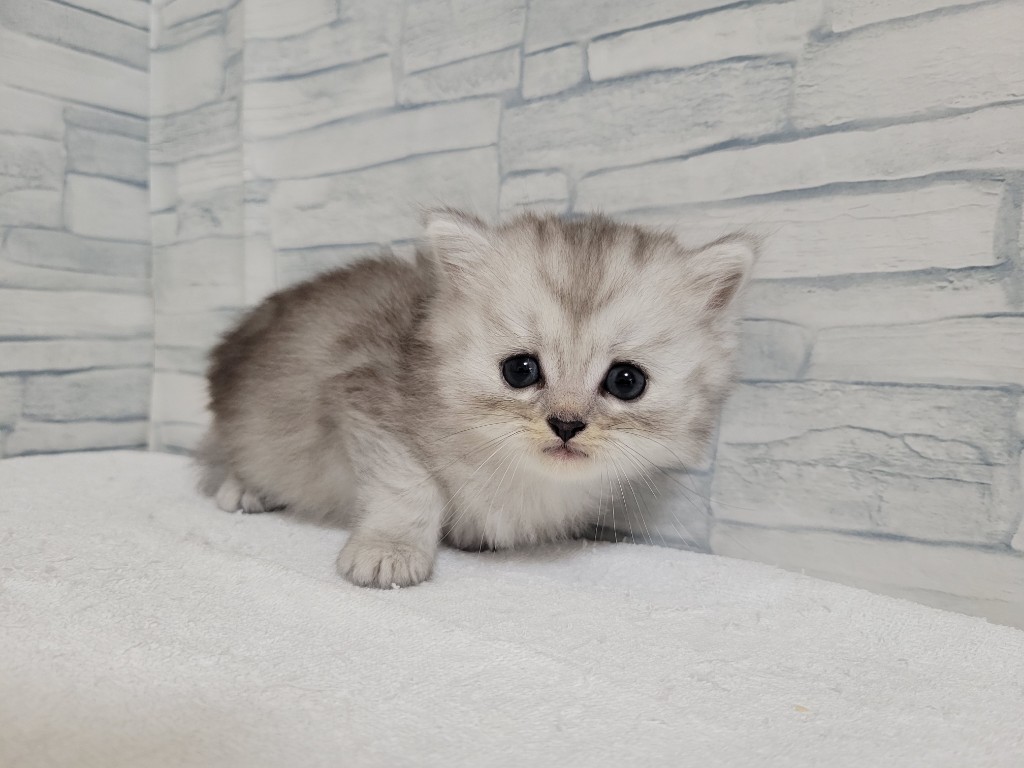 神奈川県のハーフ猫・ミックス猫 (かねだいペットトライアル相模原店/2024年9月19日生まれ/男の子/シルバータビー)の子猫