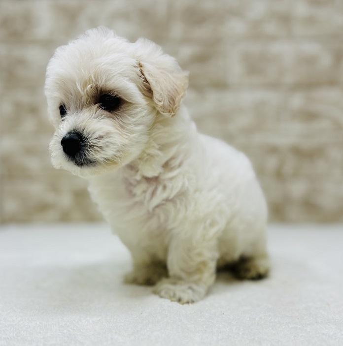 神奈川県のビションフリーゼ (かねだい伊勢原店/2024年9月3日生まれ/男の子/ホワイト)の子犬