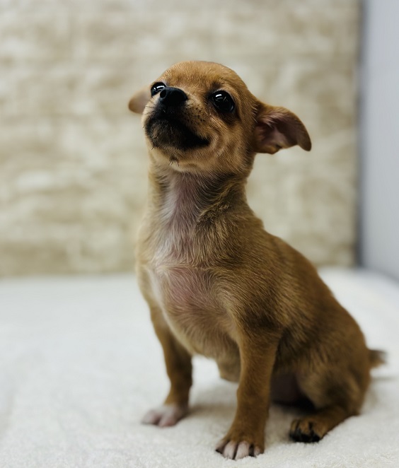 神奈川県のハーフ犬・ミックス犬 (かねだい伊勢原店/2024年9月1日生まれ/女の子/フォーン)の子犬