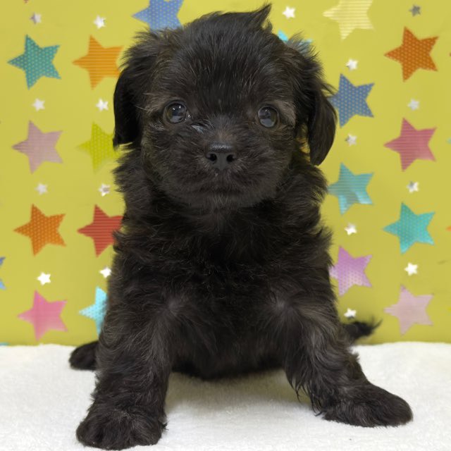 チワワ sddefault.jpg