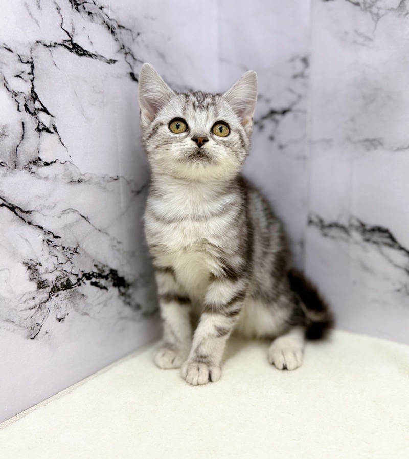 価格の安い◾️アメリカンショートヘアー♀まんまるフェイスがキュート