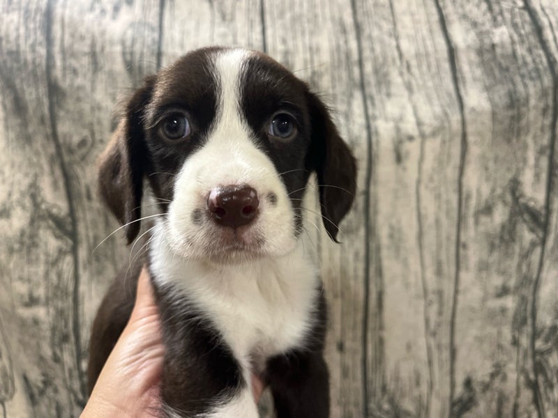 埼玉県のハーフ犬・ミックス犬 (かねだいアクアパーク店/2024年9月5日生まれ/女の子/レバーホワイト)の子犬