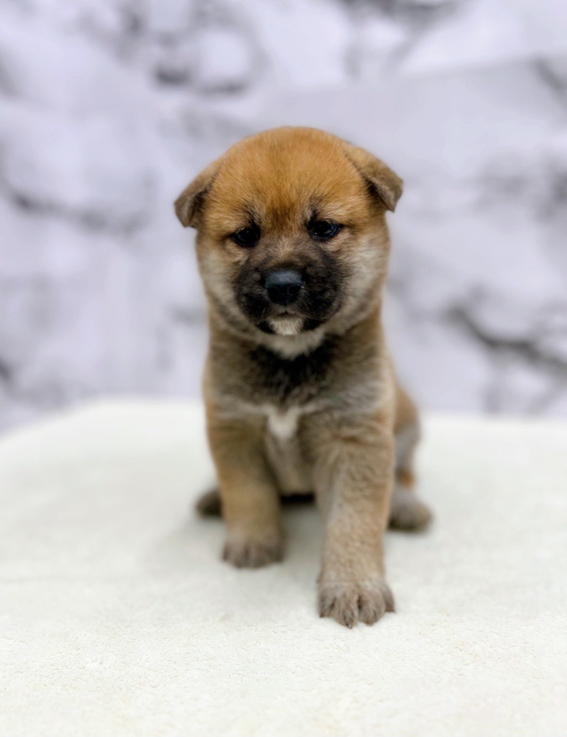 神奈川県の柴犬(標準サイズ) (かねだい東戸塚店/2024年9月5日生まれ/女の子/赤)の子犬