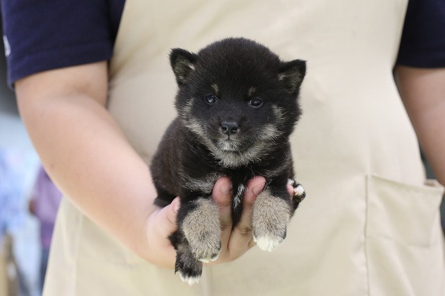 埼玉県の柴犬(標準サイズ) (かねだい草加店/2024年9月6日生まれ/女の子/黒)の子犬