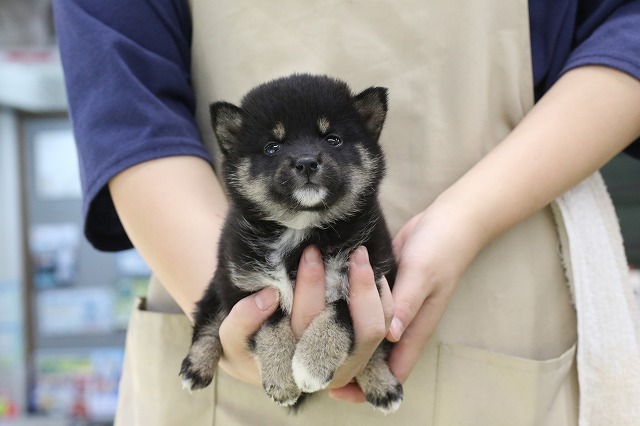 埼玉県の柴犬(標準サイズ) (かねだい草加店/2024年9月6日生まれ/女の子/黒)の子犬