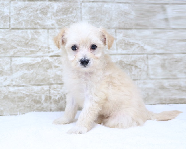 神奈川県のハーフ犬・ミックス犬 (かねだい伊勢原店/2024年9月7日生まれ/男の子/クリームホワイト)の子犬