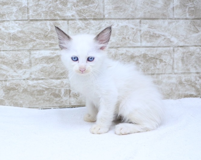 神奈川県のラグドール (かねだい伊勢原店/2024年9月9日生まれ/男の子/ブルーポイント)の子猫