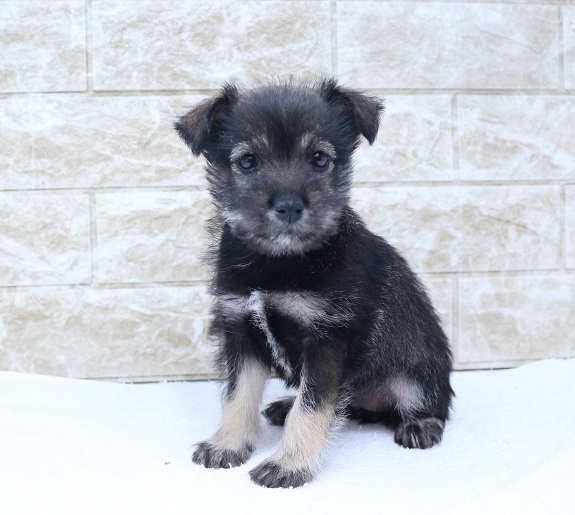 神奈川県のハーフ犬・ミックス犬 (かねだい伊勢原店/2024年9月8日生まれ/女の子/ブラックブラウン)の子犬