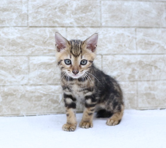 神奈川県のベンガル (かねだい伊勢原店/2024年9月6日生まれ/男の子/マーブルタビー)の子猫