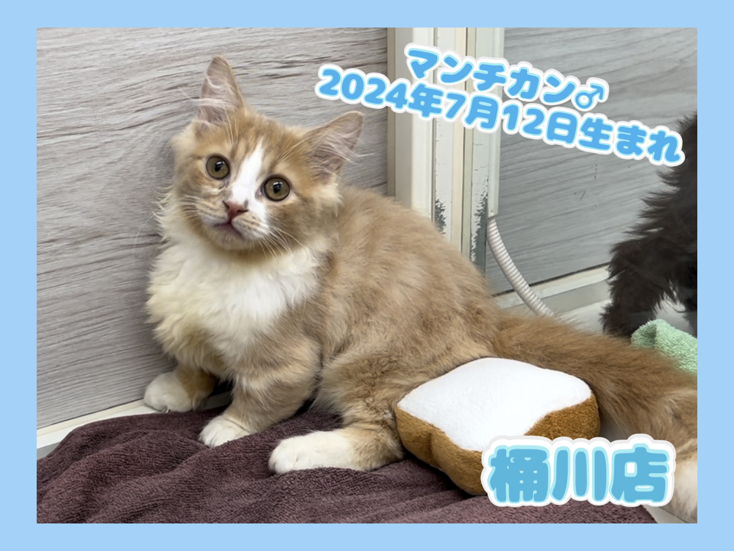 埼玉県のマンチカン (かねだい桶川店/2024年7月12日生まれ/男の子/レッドタビーホワイト)の子猫