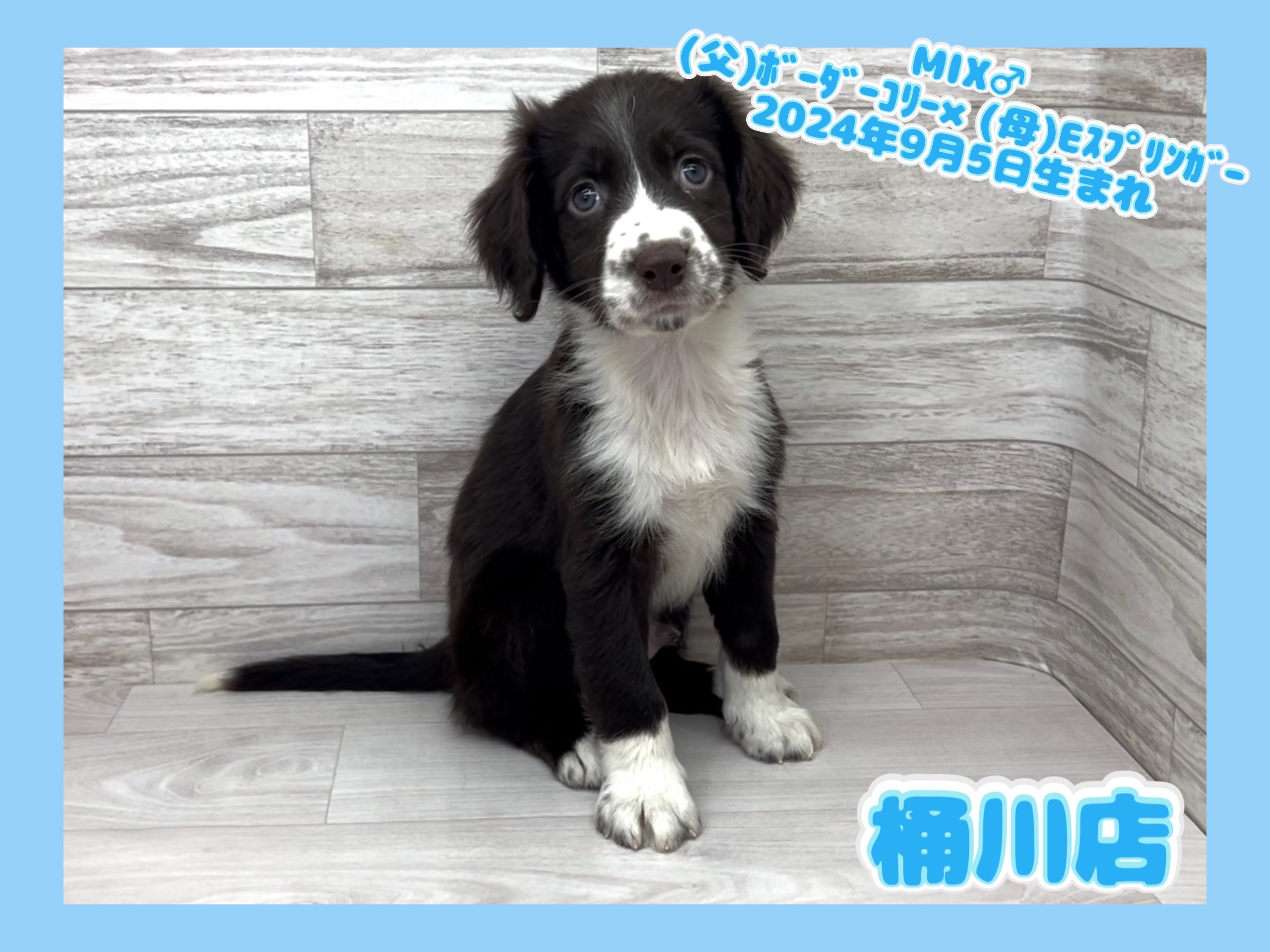 埼玉県のハーフ犬・ミックス犬 (かねだい桶川店/2024年9月5日生まれ/男の子/その他色)の子犬