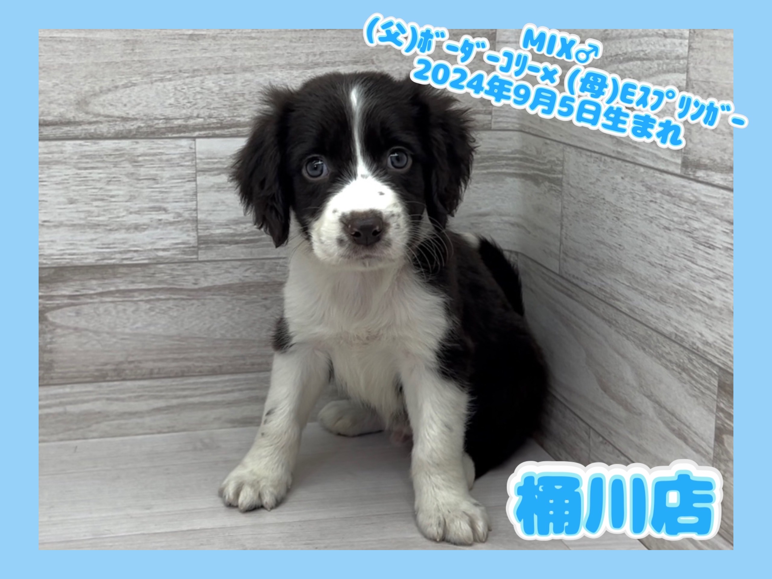 埼玉県のハーフ犬・ミックス犬 (かねだい桶川店/2024年9月5日生まれ/男の子/その他色)の子犬