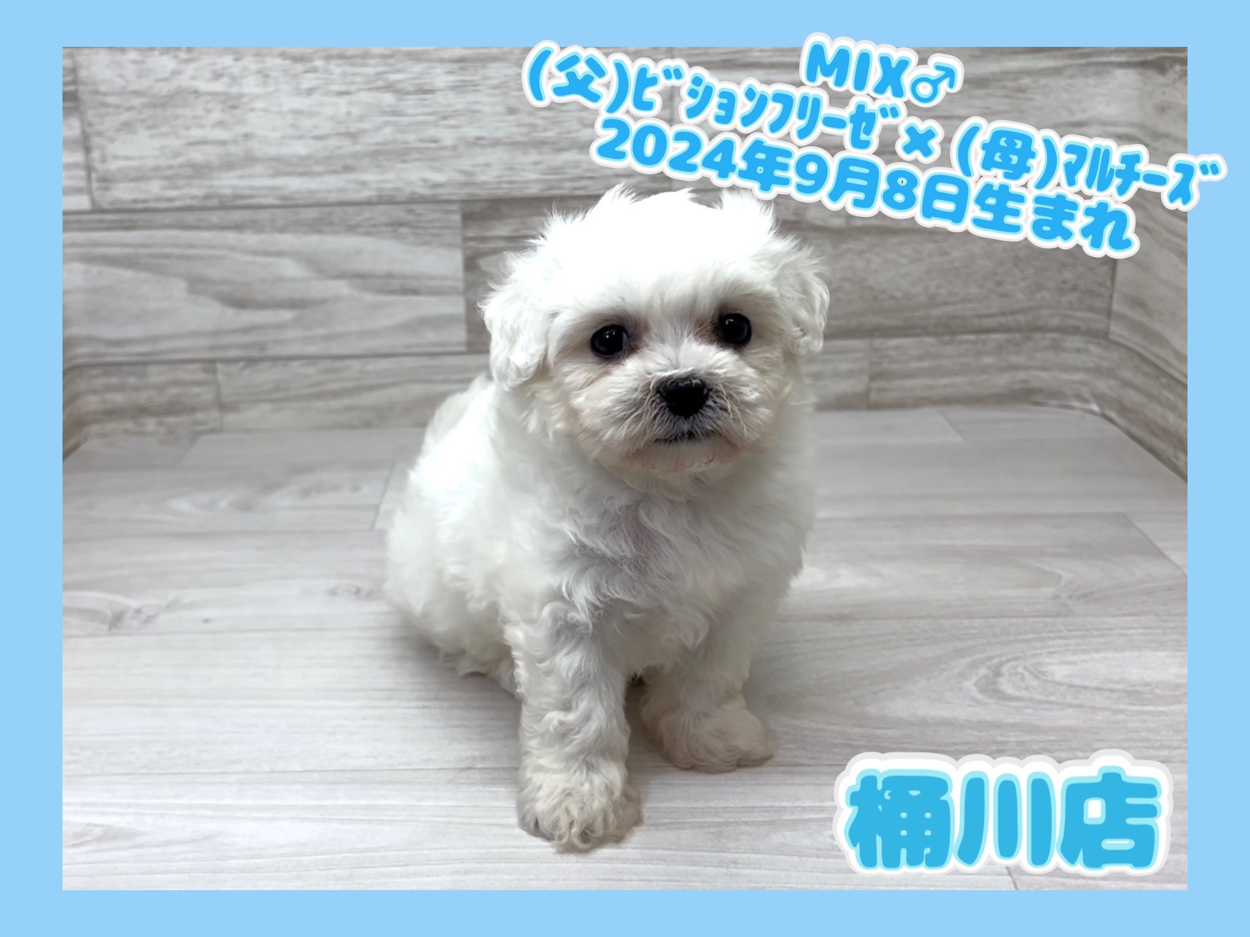 埼玉県のハーフ犬・ミックス犬 (かねだい桶川店/2024年9月8日生まれ/男の子/その他色)の子犬