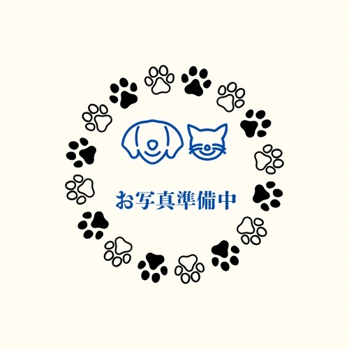 千葉県のビションフリーゼ (かねだい千葉店/2024年9月7日生まれ/男の子/ホワイト)の子犬