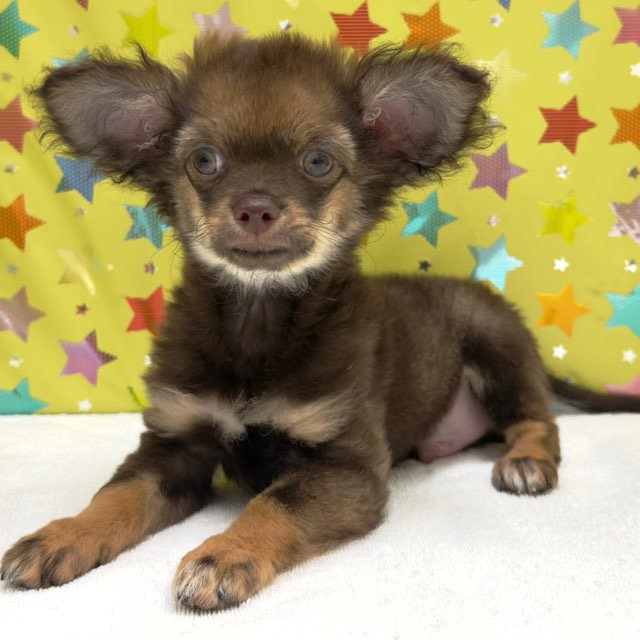 価格の安いMIX（チワワ×ヨーキー）♂ 11月7日写真更新しました