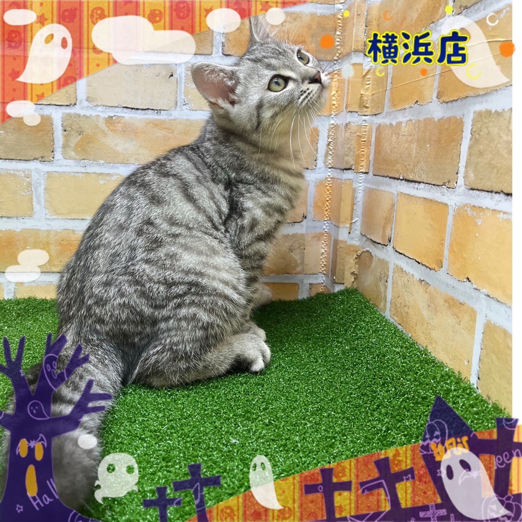 神奈川県のミヌエット (かねだい横浜店/2024年7月11日生まれ/男の子/シルバータビー)の子猫