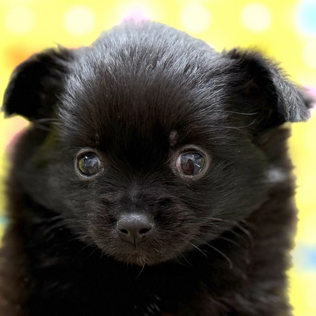 価格の安いMIX（ポメラニアン×チワワ）♀ / ペットショップ【かねだい】