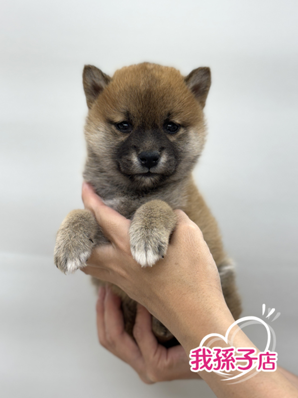 千葉県の柴犬(標準サイズ) (かねだい我孫子店/2024年9月5日生まれ/女の子/赤)の子犬