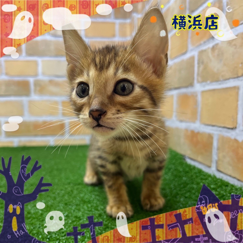 神奈川県のベンガル (かねだい横浜店/2024年9月7日生まれ/男の子/ブラウンスポットタビー)の子猫