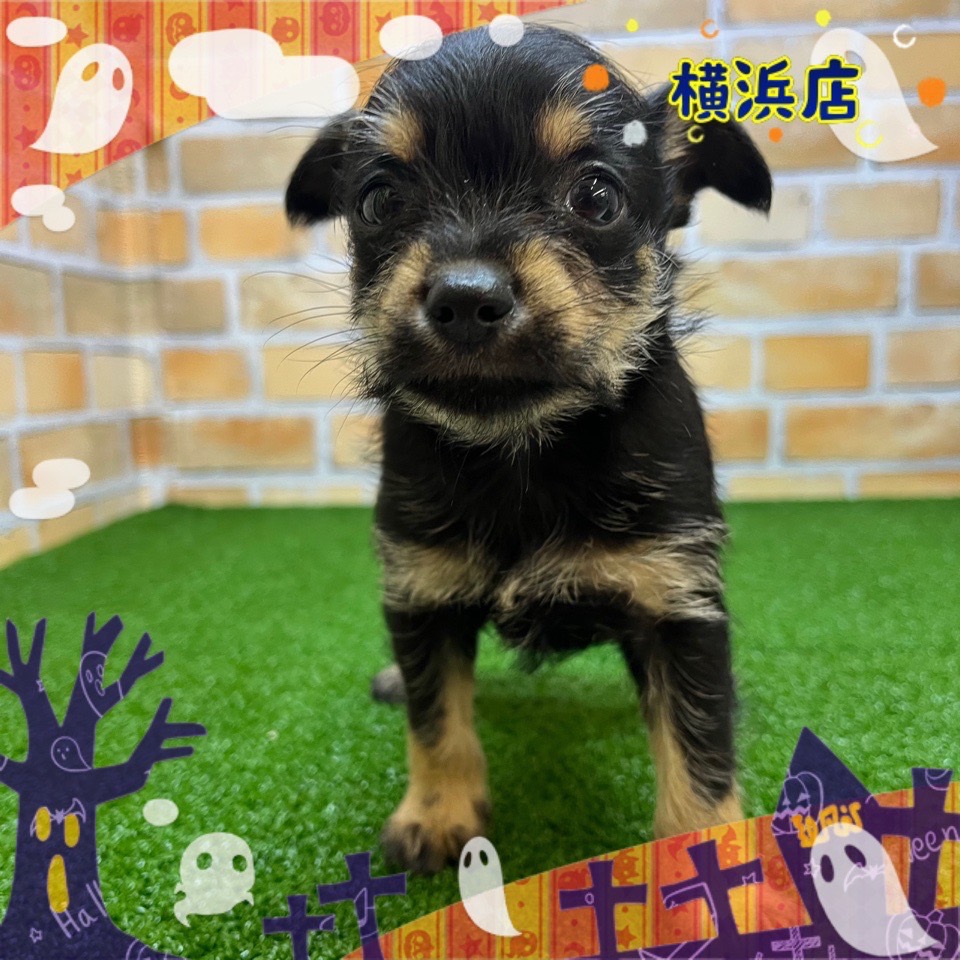 神奈川県のハーフ犬・ミックス犬 (かねだい横浜店/2024年9月7日生まれ/男の子/ブラックシルバー)の子犬