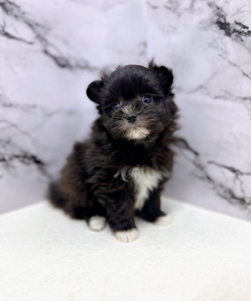 神奈川県の犬ミックス (かねだい東戸塚店/2024年9月14日生まれ/男の子/ブラック)の子犬