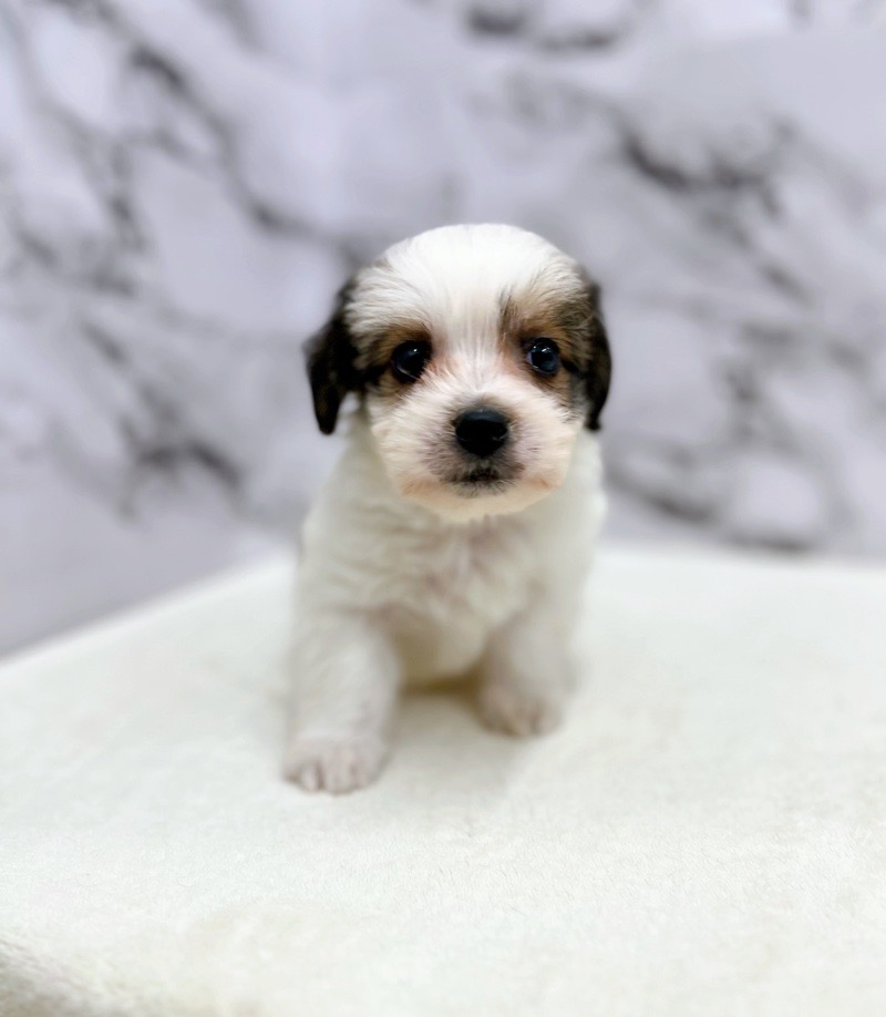 神奈川県のハーフ犬・ミックス犬 (かねだい東戸塚店/2024年9月14日生まれ/男の子/ブラウンホワイト)の子犬