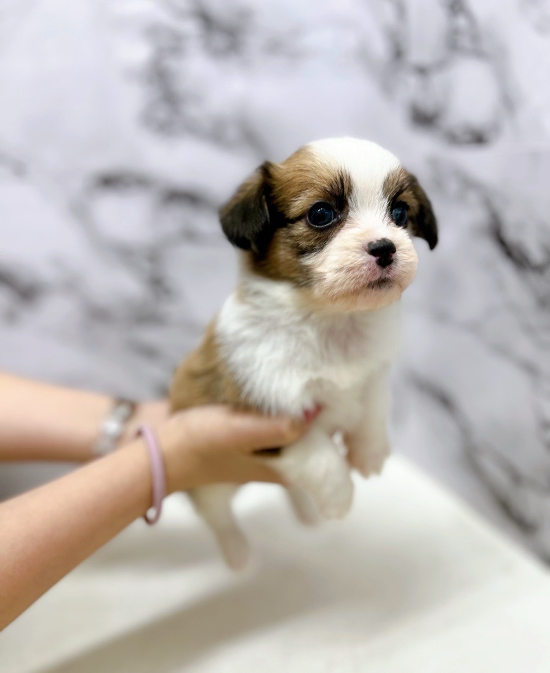 神奈川県のハーフ犬・ミックス犬 (かねだい東戸塚店/2024年9月14日生まれ/男の子/レッドホワイト)の子犬