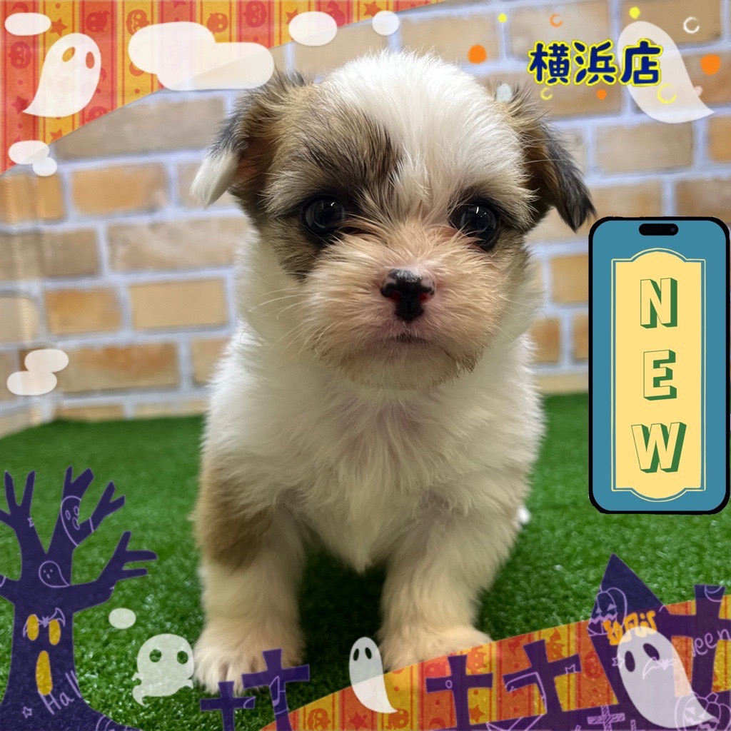 神奈川県のハーフ犬・ミックス犬 (かねだい横浜店/2024年9月13日生まれ/女の子/レッドホワイト)の子犬