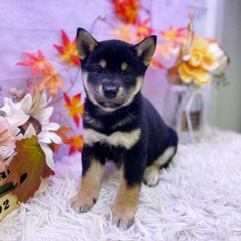 千葉県の柴犬(標準サイズ) (かねだい四街道店/2024年9月14日生まれ/男の子/黒)の子犬