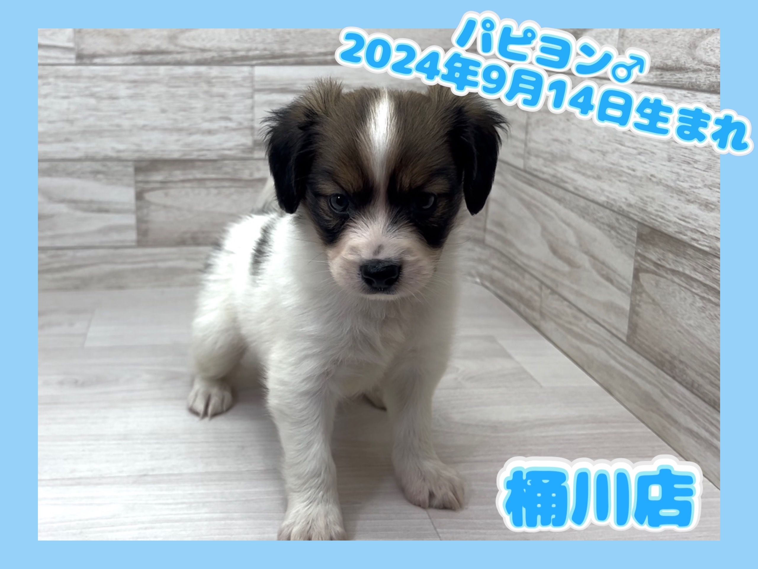 埼玉県のパピヨン (かねだい桶川店/2024年9月14日生まれ/男の子/ホワイトブラウン)の子犬