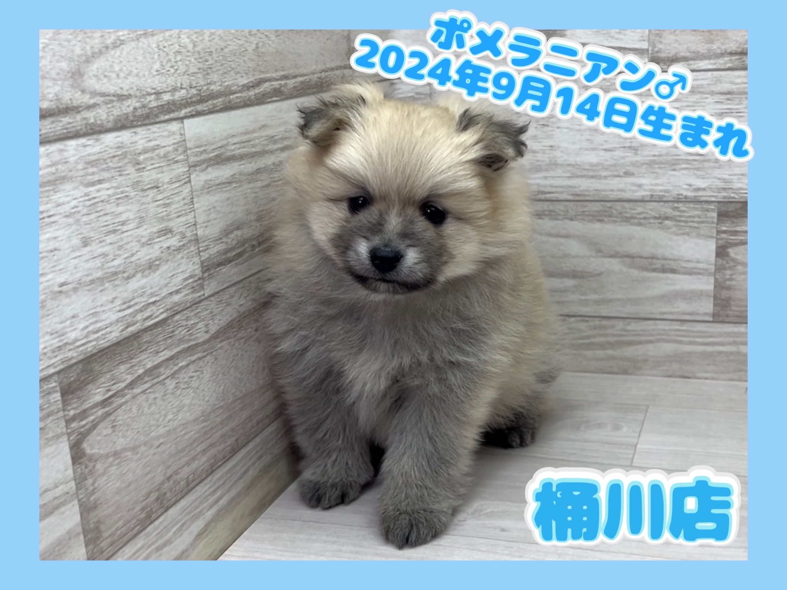 埼玉県のポメラニアン (かねだい桶川店/2024年9月14日生まれ/男の子/クリームセーブル)の子犬