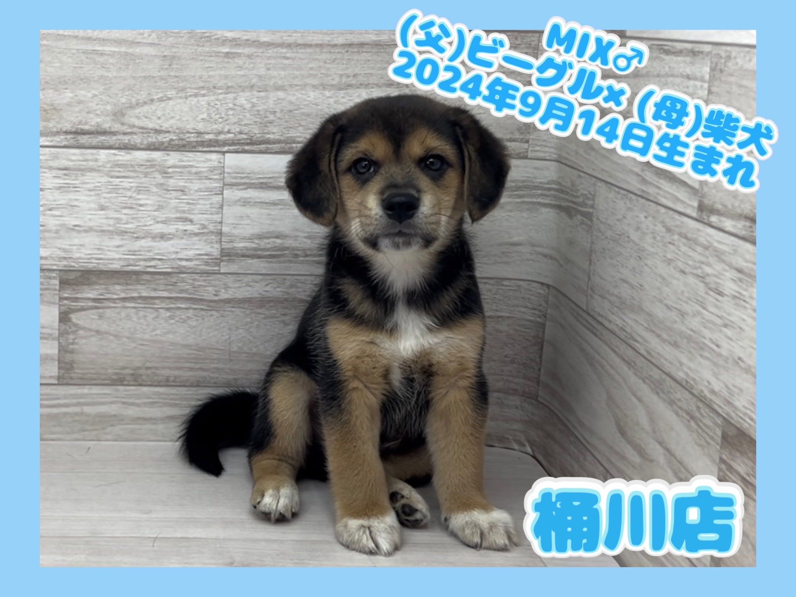 埼玉県のミックス犬 (かねだい桶川店/2024年9月14日生まれ/男の子/その他色)の子犬