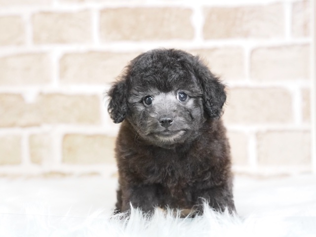 埼玉県のトイプードル(トイ) (かねだい戸田店/2024年9月15日生まれ/男の子/シルバー)の子犬