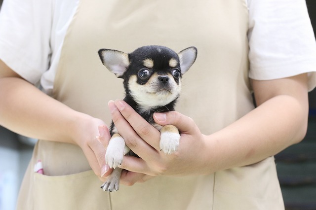 埼玉県のチワワ(スムース) (かねだい草加店/2024年8月31日生まれ/男の子/ブラックタン)の子犬