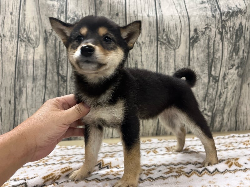 アクア&ペット ストア かねだい久喜店 犬