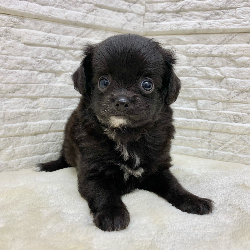 価格の安いチワプー 父 ロングコート チワワ 母 トイ プードル 動画あり 株式会社かねだい