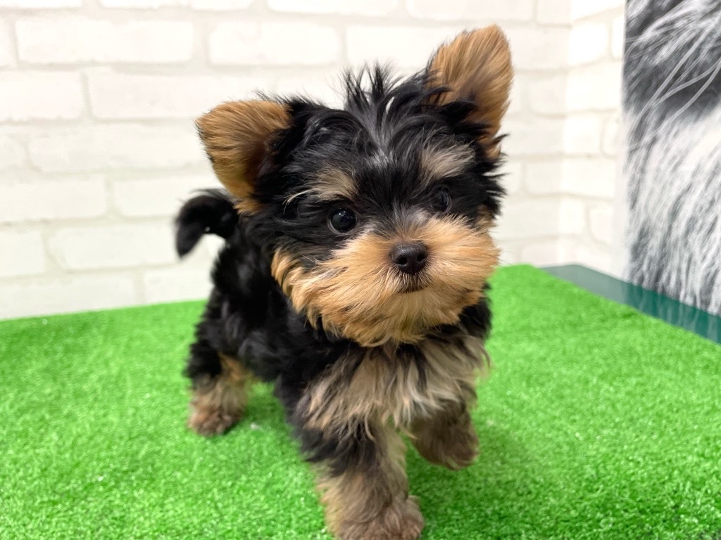 東京都のヨークシャーテリア (かねだい立川店/2024年8月25日生まれ/男の子/スチールブルータン)の子犬