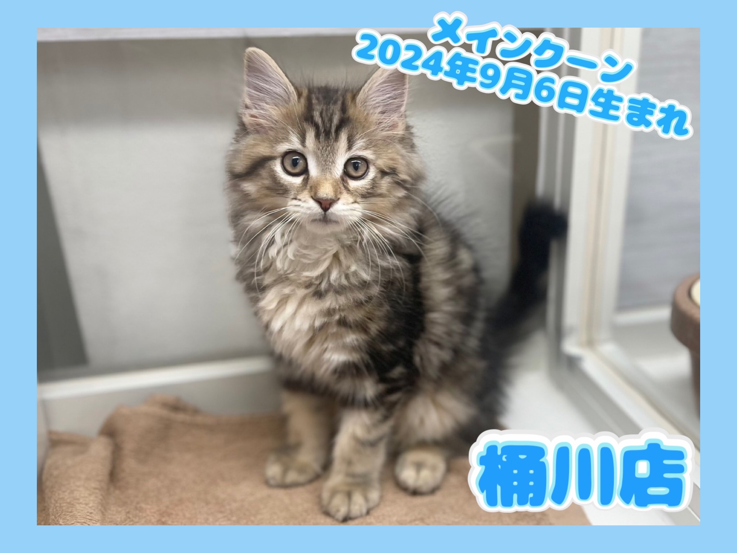 埼玉県のメインクーン (かねだい桶川店/2024年9月6日生まれ/男の子/ブラウンタビー)の子猫