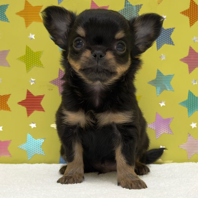 価格の安い②ロングコートチワワ ブラック＆タン ♂ / ペットショップ