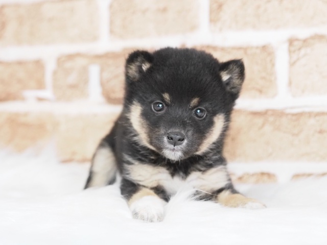 埼玉県のポメ柴犬×柴犬 (かねだい戸田店/2024年9月21日生まれ/女の子/ブラック)の子犬