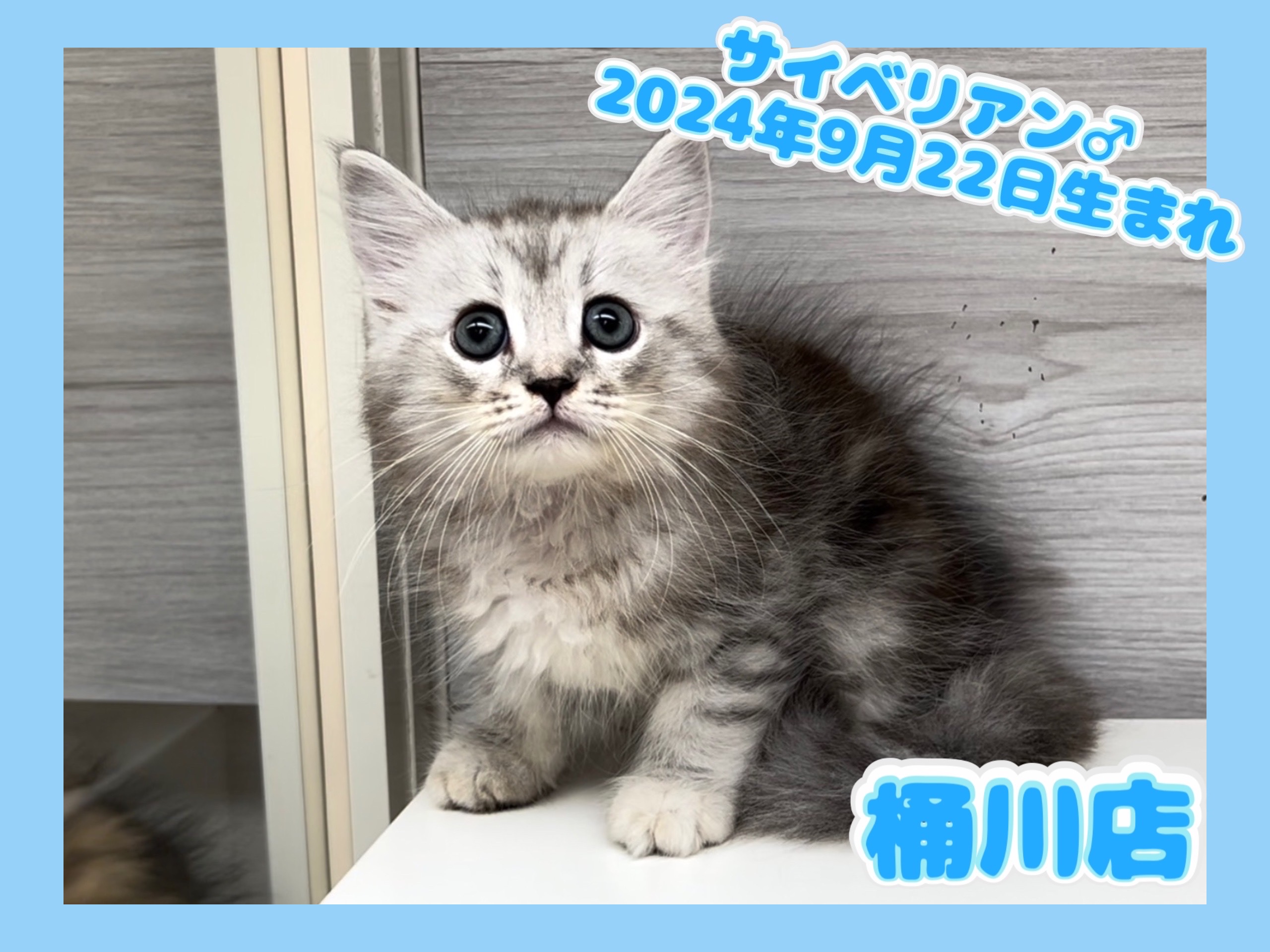 埼玉県のサイベリアン (かねだい桶川店/2024年9月22日生まれ/男の子/シルバータビー)の子猫