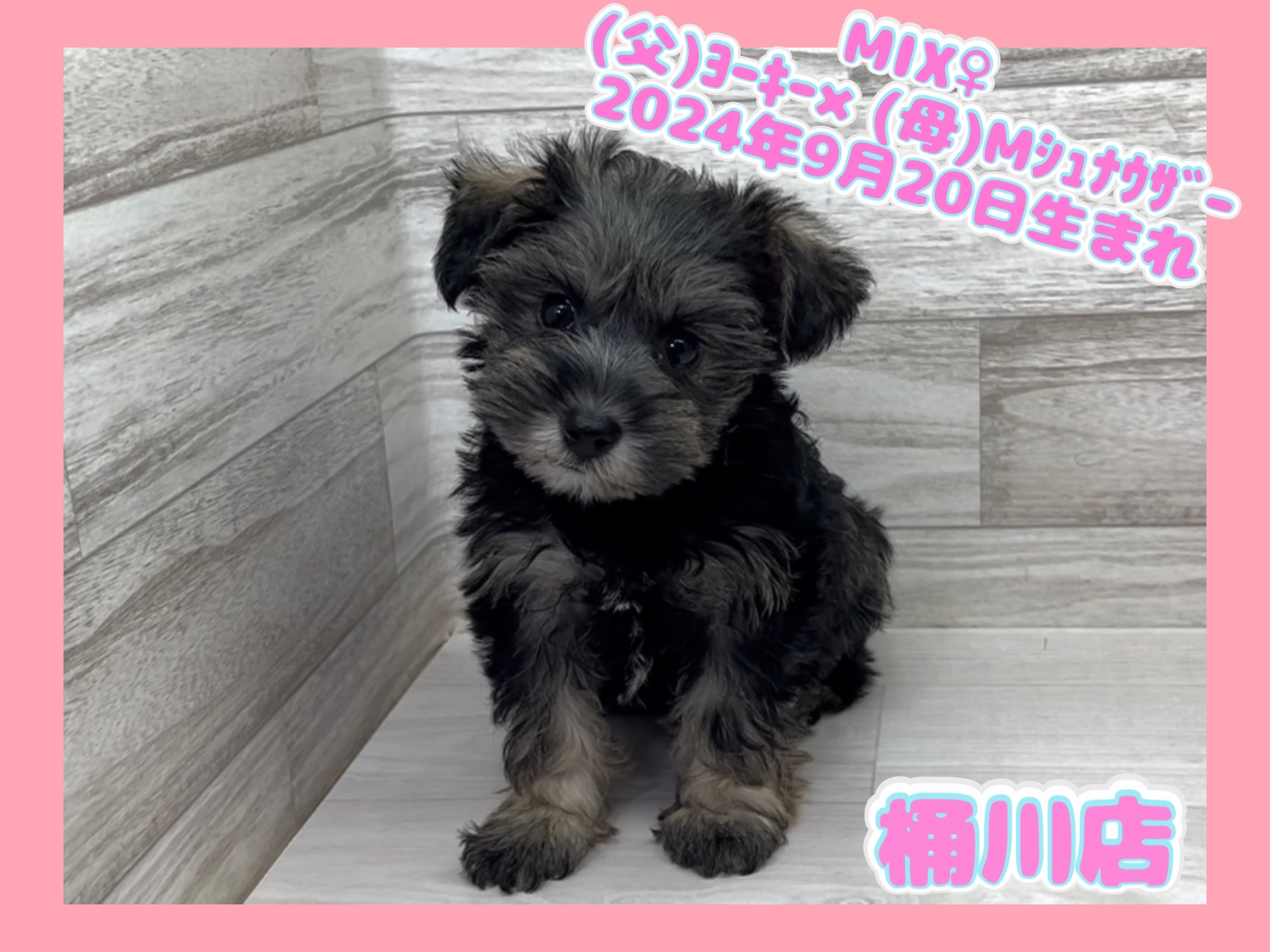 埼玉県のハーフ犬・ミックス犬 (かねだい桶川店/2024年9月20日生まれ/女の子/その他色)の子犬