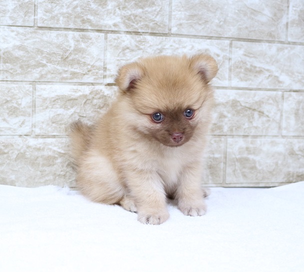 神奈川県のハーフ犬・ミックス犬 (かねだい伊勢原店/2024年9月21日生まれ/男の子/チョコレートフォーン)の子犬