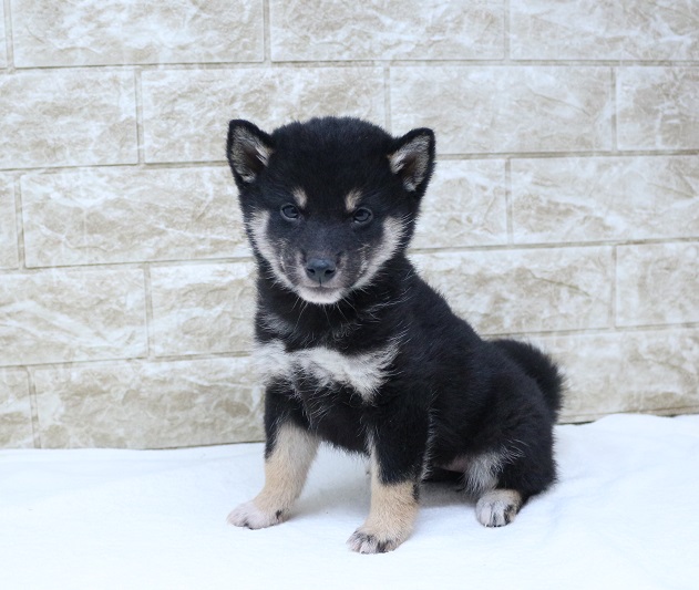 神奈川県の柴犬(標準サイズ) (かねだい伊勢原店/2024年9月23日生まれ/女の子/黒)の子犬